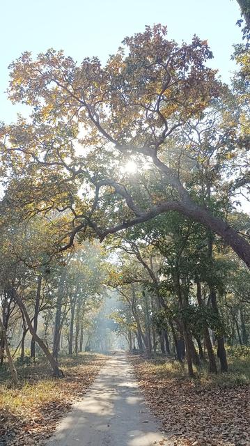A different part of the jungle with a concrete road between the canopies of trees. The sun is shining through the leaves of the big tree, which has yellow flowers. The sun is forming large shadows visible on the road.