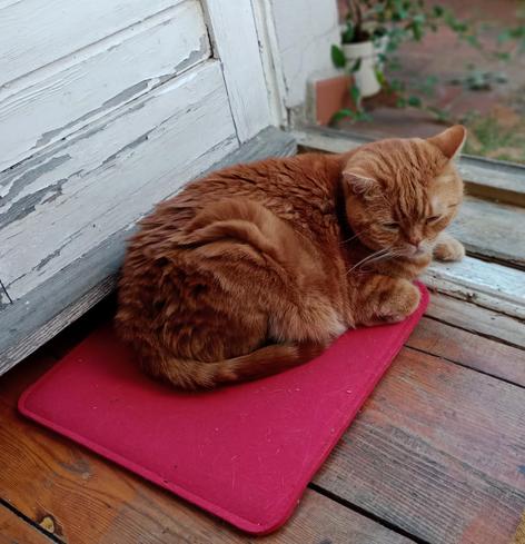 red cat on his balcony cushion