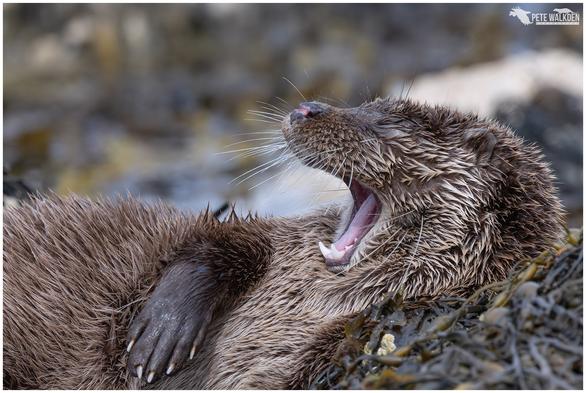 A photo of a Eurasian otter yawning, while lying on a bed of seaweed on the shore of a Scottish loch.