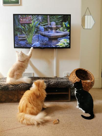 Three cats watching pigeons on TV. One of the cats is reaching up to try and catch a pigeon.