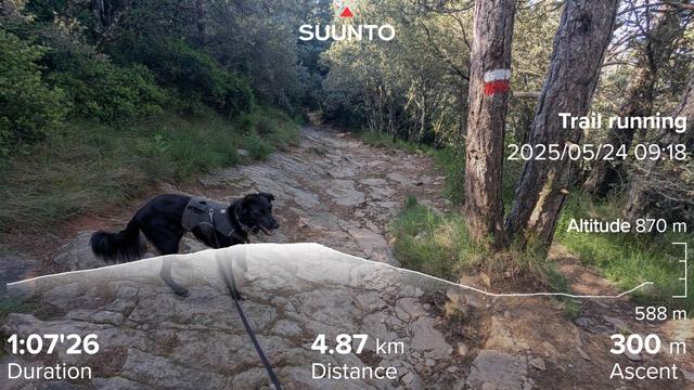 Paddy the Irish mutt standing on the rocky trail in a forest with one tree with the white and red markings so you don't get lost. My running stats imprinted on top
