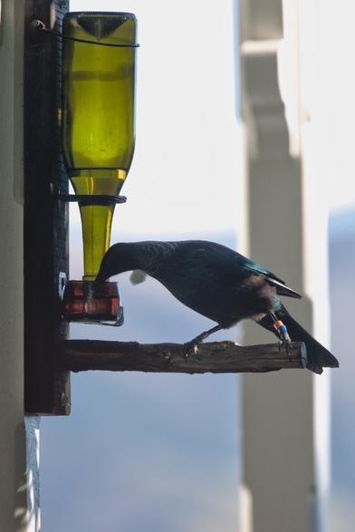 A photo of a tūī bird at a sugar water feeder. The sugar water feeder is made from an upturned wine bottle. This bird has colour bands that it was given two years ago. Tūī are a large dark iridescent bird with a white bobble of feathers under the beak (leading to the English settler name of Parson bird).