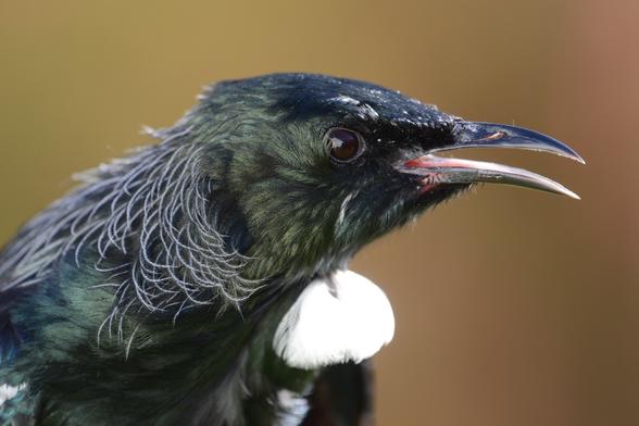 A close photo of the head of a NZ tūī bird. Tūī are a large dark iridescent bird with a white bobble of feathers under the beak. This one was in mid-call in the photo so has its beak open.