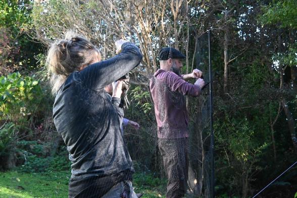 A photo of Laura and Chris, the two Level 3 bird banders on the team today, each carefully removing a tūī bird from the mist-net set up in a farm garden near a sugar water feeder. The caught birds were weighed and sexed and banded before being released. The bands allow the local community to track where the tūī go and how long they live. Bird banding is careful, skilled work and it takes years of practice to reach Level 3, the highest NZ bird banding level.