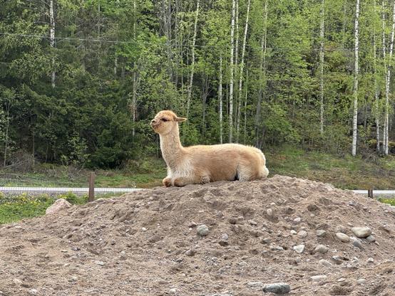 A lone light brown alpaca resting on top of a pile of dirt, looking down on everyone else.