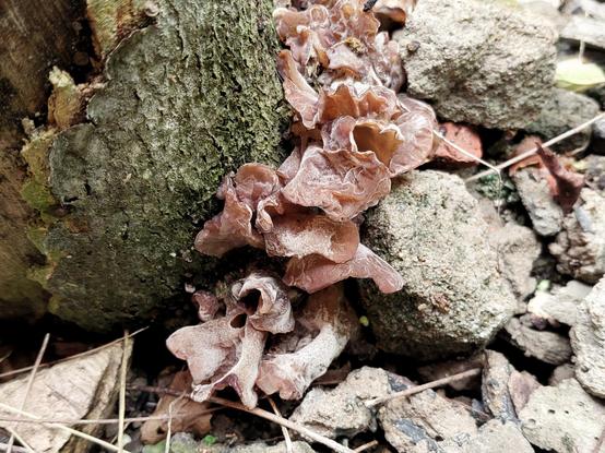 A wood-ear fungus (I don't know which type and would appreciate input on this) growing in florid curlicue clusters on the cracked and decomposing stump of a dead jackfruit tree, surrounded by naturally occurring mulch and pieces of concrete debris of various sizes. The fungus is a light-to-medium reddish-brown in colour, with some fine foamy layers of white over and under them.