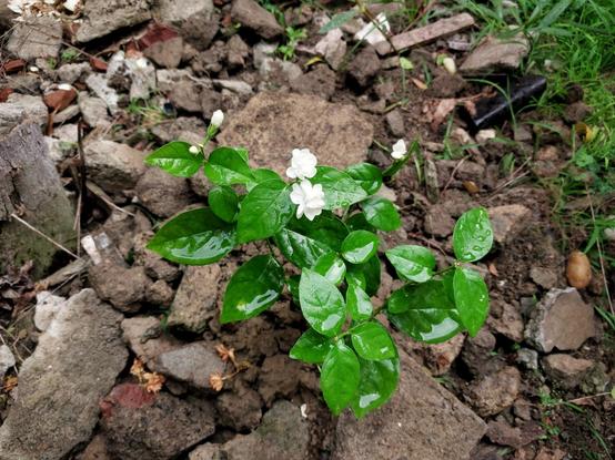 A little jasmine (Jasminium sambac) plant with two fully bloomed flowers and two or three buds, newly planted next to the dead tree. The soil base of the plant has been lightly covered with chunks of debris to conserve moisture and help anchor the plant. The plant is bushy in form, with big, glossy, deep warm green leaves. The plant has been copiously watered, and the leaves are shiny and dripping with water.