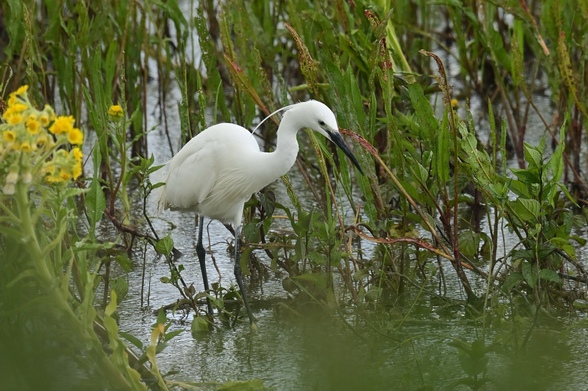 Kleine zilverreiger (Egretta garzetta) in jachtpositie in ondiep moerasachtig water, omgeven door dichtbegroeide oevervegetatie en waterplanten; gele bloemen (moerasandijvie) op de voorgrond; vogel toont foerageergedrag met gestrekte nek en gefocuste blik richting wateroppervlak.