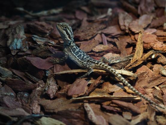 Small lizard with a long tail and curvy head. Has a yellow colored scales with a black stripes.

The lizard looking right to the camera.