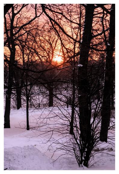 The image depicts a serene winter scene in a forest. The ground is covered with a blanket of snow, and bare trees with intricate branches stretch upwards. The setting sun is visible through the branches, casting a warm, golden glow across the snowy landscape. (made with support by mistral.ai)
