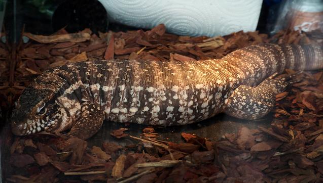Really big and mature lizard chilling in the terrarium. Colored in white, dark orange and black stripes. Has a very massive thick tail and a big snoot.