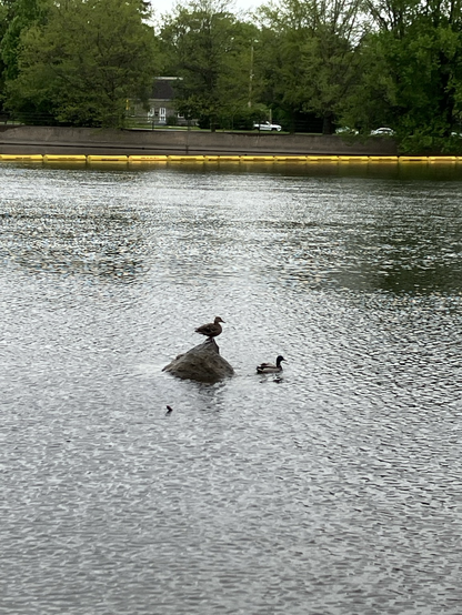 A duck sits on a rock protruding from a wind blown river while her male friend swims in front