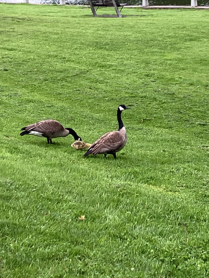Two Canadian geese on either side of a gosling on a green lawn. One feeding, one watching