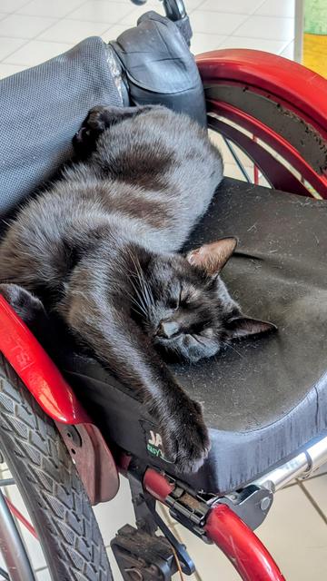 Photo au format portrait d'un chat noir qui dort sur un fauteuil roulant.
La photo est cadrée sur le chat qui dort de tout son long en diagonale sur l'assise, le fauteuil roulant est en partie hors cadre.