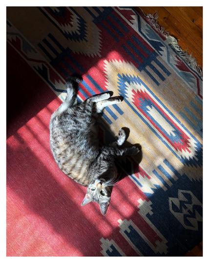 Overhead shot of the most adorable, most handsome gray tabby cat in the whole wide world, lying in a rectangle of sunlight on a rug and looking up at the camera. He lies on his side to catch the most sun, showing off the dark and light stripes on his fur, which is further striped by the shadows of slatted window blinds. The rug is predominantly a dark red with faded green and brown geometric patterns and a worn fringed edge. The camera angle is such that the cat is upside down, and the rectangle of sun and the rug pattern are diagonal to the edges of the photo. A bit of bare wooden floor is at the upper right corner.