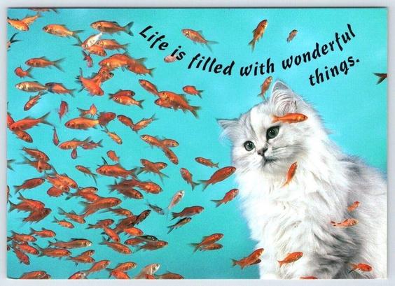 Cat is looking at fish