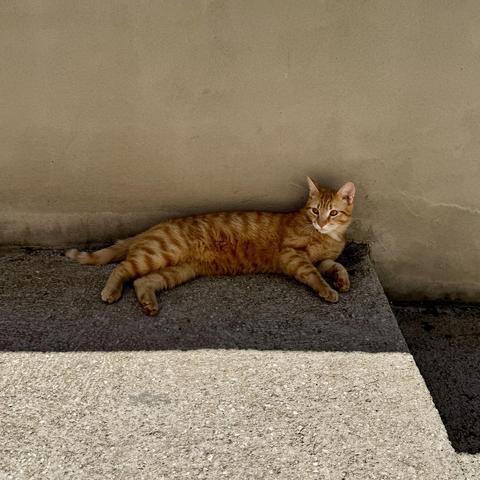 An orange yellow American Wirehair stray cat lying by a wall in the shade.