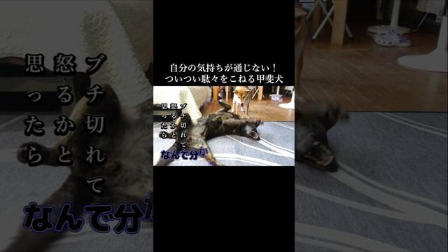 聞き分けの無い柴犬に駄々をこねる甲斐犬　#甲斐犬 #柴犬 #youtubeshorts