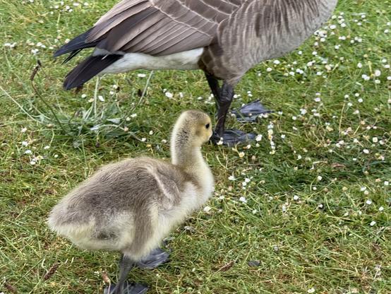 A gosling on the grass next to a Canada goose.