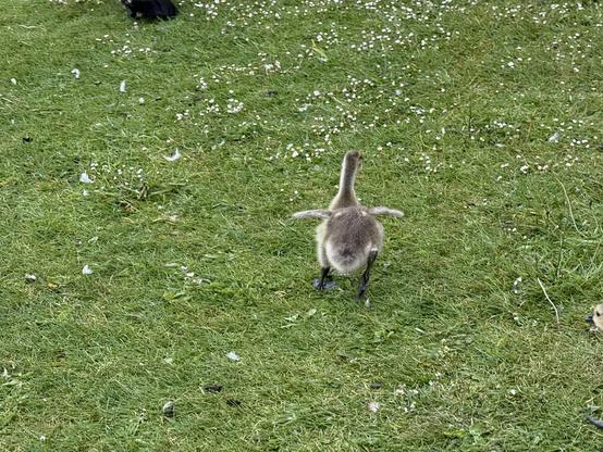 A gosling running on the grass away from the camera, flapping its tiny wings.