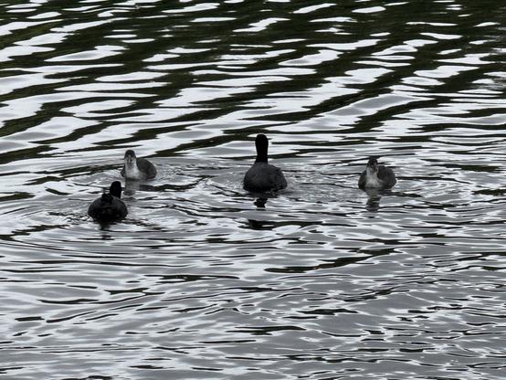 A coot and three baby coots on the lake.
