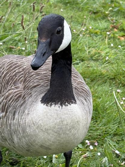 Close up of the front of a Canada goose.