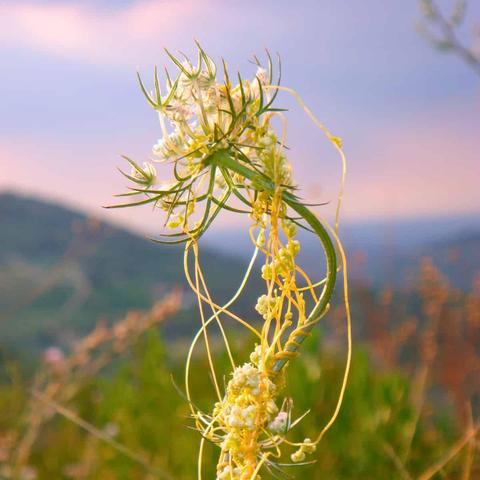 Cuscuta crawling over a hapless plant. The sickly yellow threads of the parasite are wrapped around the green of the victim like a thick spider's web.