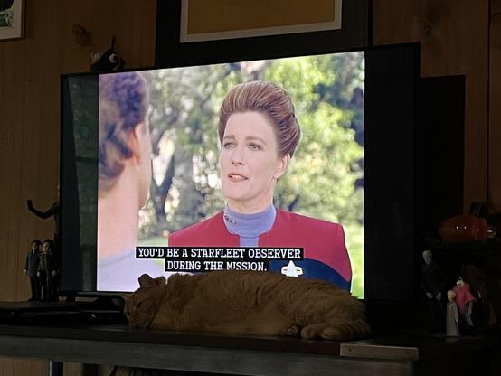 Katherine Janeway telling Tom Paris "you'd be a starfleet observer during the mission " ginger cat sacked out on the table in front of the television.