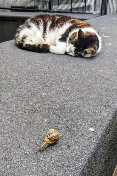 Eine schlafende Katze auf einem Mäuerchen, davor eine Schnecke.