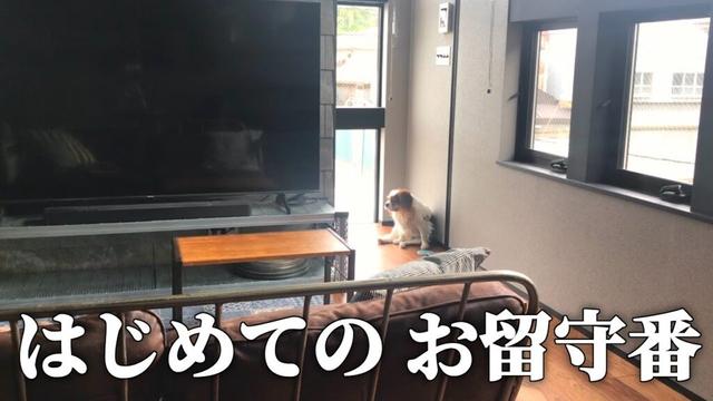 キャバリア犬の新居で初お留守番をモニタリング！飼い主がいない時まさかの行動に…？