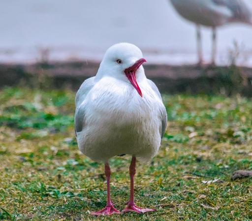 a photo of a silver gull in the rain with its mouth wide open