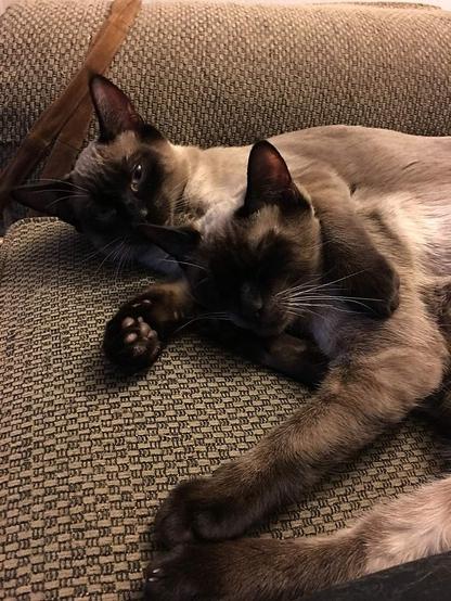 Happy Caturday! It's been a pretty busy week, but the boys always have that napping priority in place. #caturday #siamese #cat #cats #nap #napping #cute