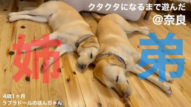 【ラブラドール#166】奈良で再会！ぼんちゃんの弟とクタクタになるまで遊んだ★labrador retriever 大型犬  ラブラドールレトリバー　東大寺　BBQ NARA 犬連れ
