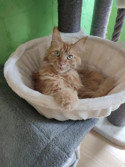 Merlin beim chillen.... Was denn sonst