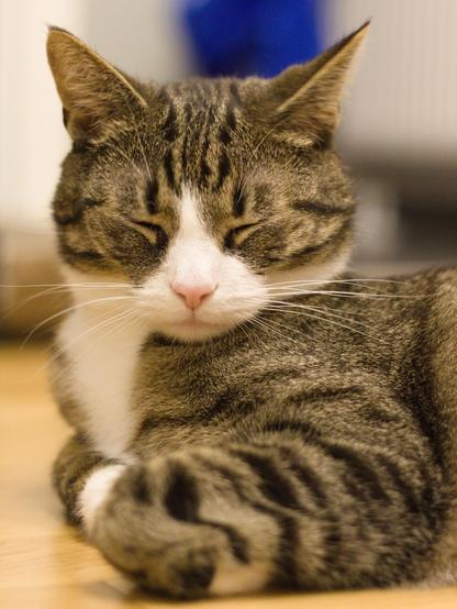 Photo of a European Shorthair cat laying on a floor, his eyes closed. He is looking very eepy.