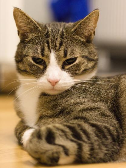 The same cat, the eyes a little open. He is looking a bit grumpy. “Why does this person with the camera interrupt my sleep?”