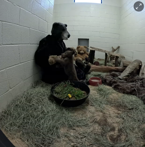 An adult human in a head-to-toe black bear costume, holding a bottle for a very small black bear cub. They are in a small room with white painted cinderblock walls and small windows up high. The human is sitting on the floor leaning against the wall, the bear cub is standing on its two little back legs and holding the bottle with its two front paws. The enclosure has dried grass covering the floor, a food dish, a water dish, some wood structures, and slumped against the back wall a fabric teddy bear.