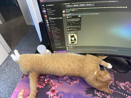 The image shows an orange cat lying on a desk, stretched out with its head resting on a floral-patterned mouse pad. The cat's body is elongated, and its white paws are visible at the end of its body. Behind the cat, there is a computer monitor displaying a Discord chat interface with various channels and messages. The monitor is a curved model, and the screen shows a black background with white text. The mouse pad features a design with pink flowers and a purple background. To the left of the monitor, there is a white cylindrical object, possibly a speaker, and a black computer mouse is visible to the right. The desk is situated in a room with a carpeted floor and a partially visible doorway in the background.