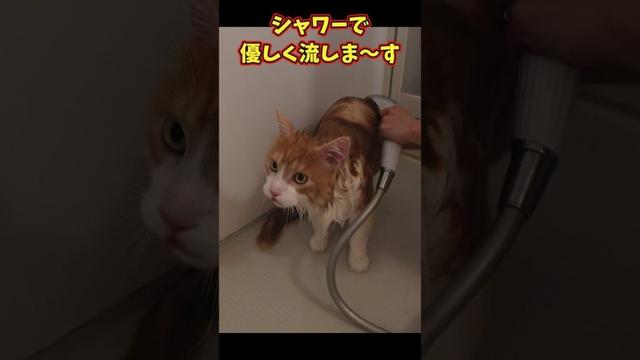 お風呂イヤイヤ猫、最後はご褒美でにっこり?🐾泡まみれシャンプー大作戦!