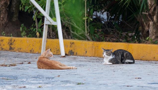 Two cats relaxing on a closed street.