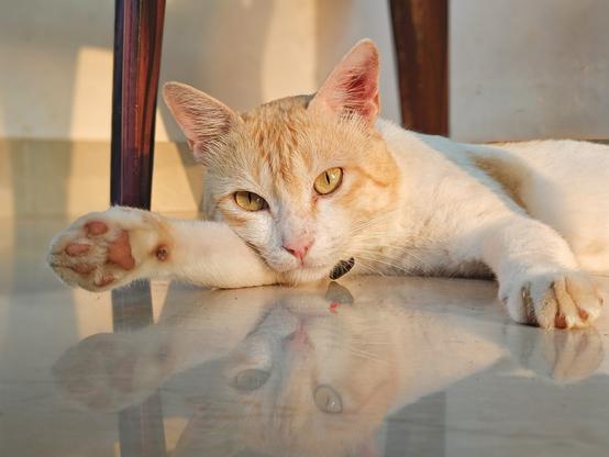 Adorable kitty getting some sun 😺😺