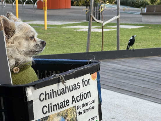 Juliet the chihuahua sees a magpie
