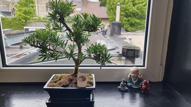 A bonsai tree in a black pot sits on a windowsill, surrounded by small decorative figurines, including a seated Buddha, a small child-like figure, and a red monkey. The view outside the window shows roofs and greenery.
