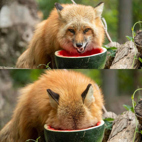 a fopsie looks at the camera infront of an open and half eaten watermelon before shoving its head into the watermelon to eat some more