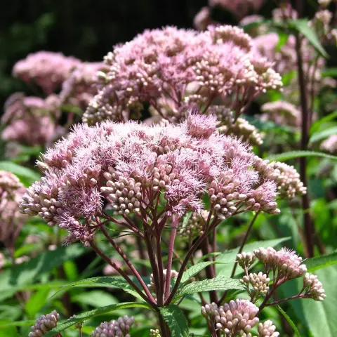 Eupatoire maculée (Eupatorium maculatum), inflorescence, photo : Akène, culture forestière