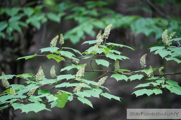 White spikelike flowers rise above the small leaves of the maple tree.