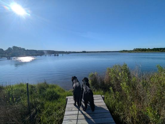 Photo of a calm morning sunrise over Harris Creek sun rising to the left in a cloudless blue sky. Marsh is a riot of new green growth. Creek water is rippled and reflects the sun and sky.
In the foreground Miles and Jon two black Flat-Coated retrievers stand on the wood walk looking out for interesting waterfowl.