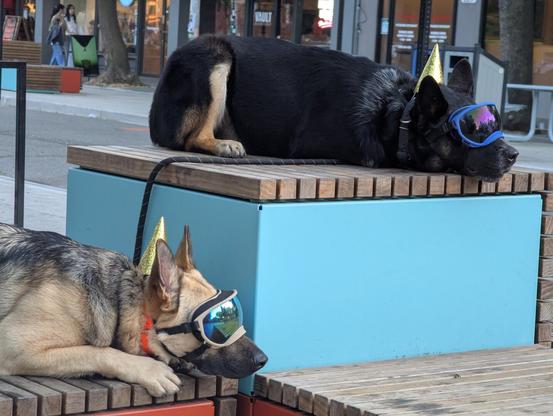 Two large dogs in birthday hats and large goggles laying down on platforms.