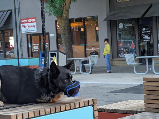 A black dog with googles sliding off its face