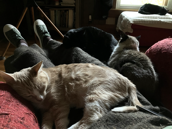 Hermetic Library Cat Caturday 24may2025 Ranga Muninn Blot Orcus